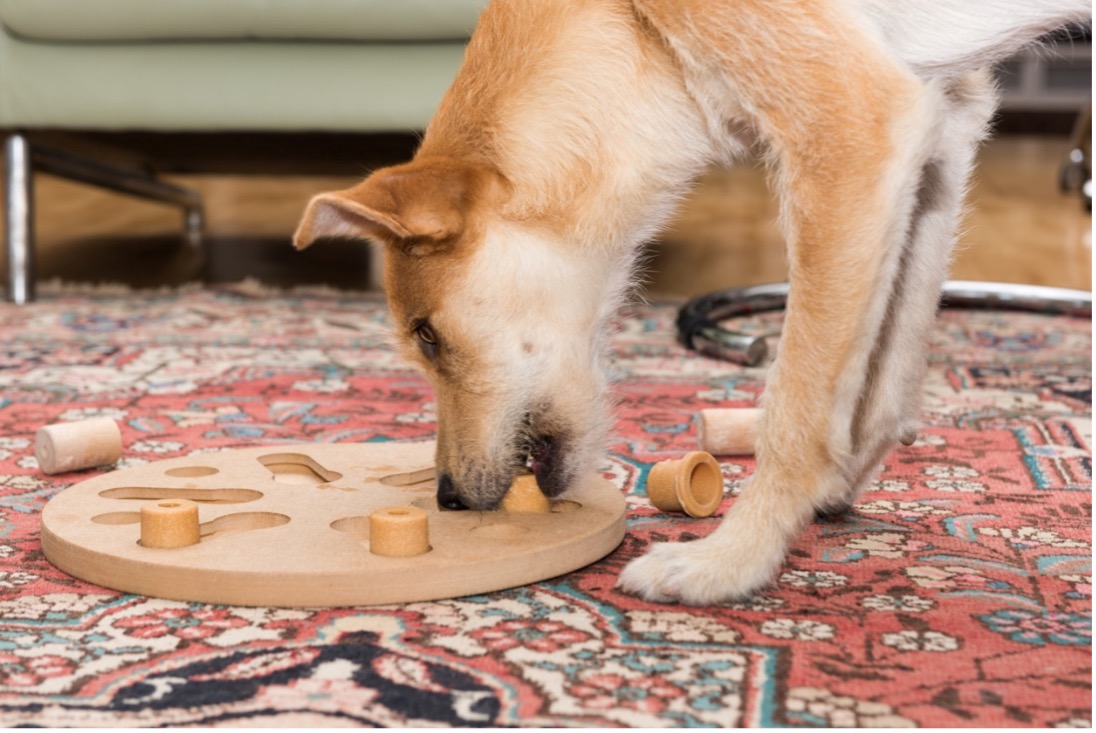 a dog playing with an interactive puzzle, Guide to Christmas Gifts for Your Pets