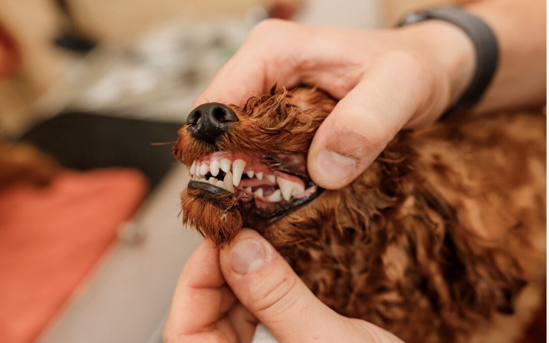Pet Dental Health Matters: Debunking Pet Dental Myths