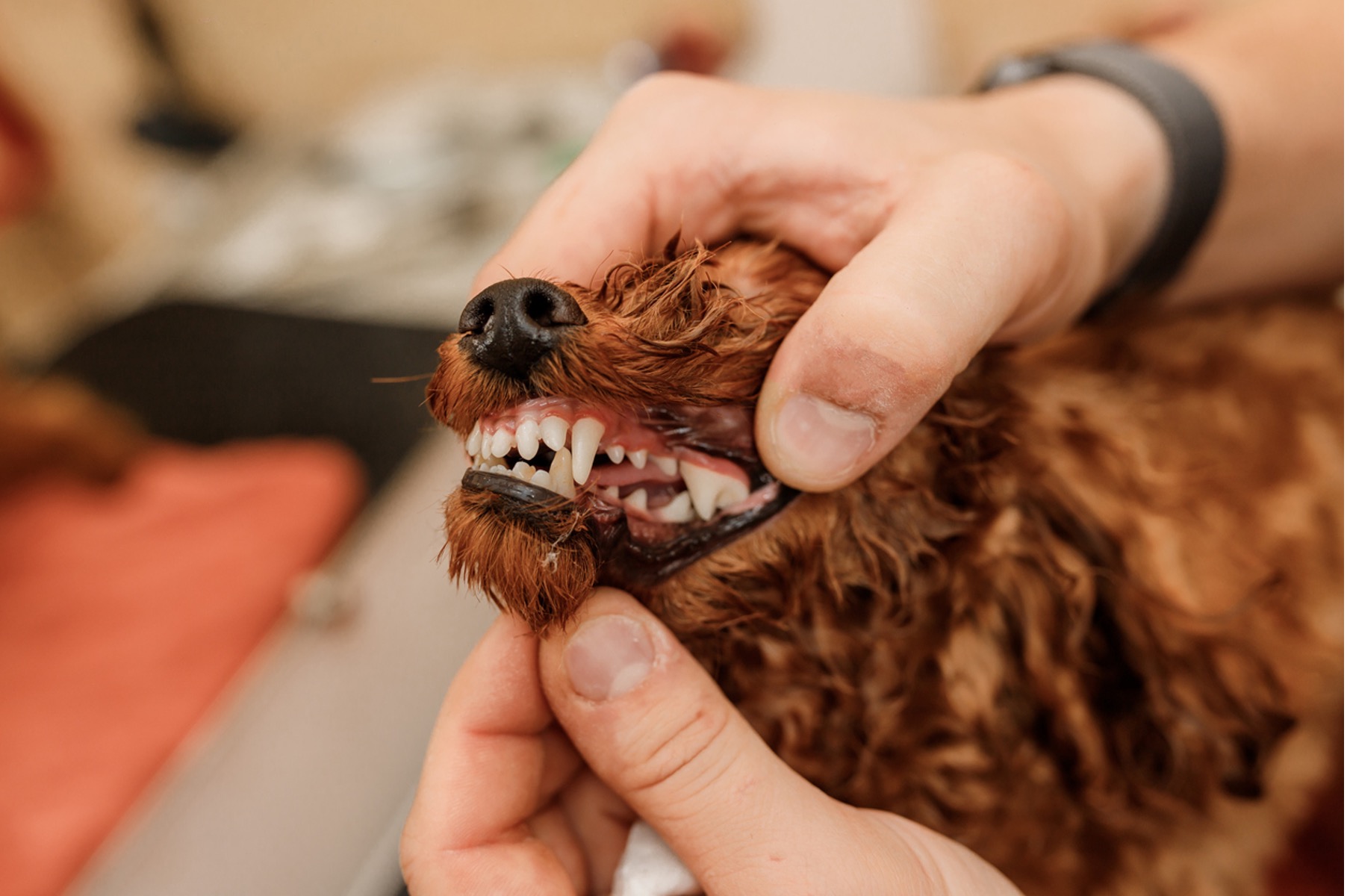 Person examining dog's teeth, Pet Dental Health