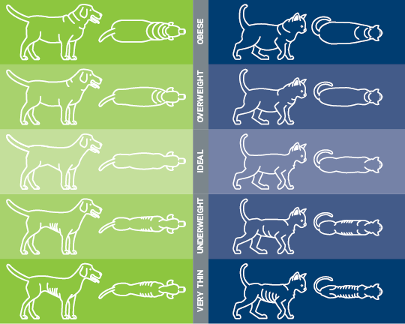 A chart of different types of pet weight illustrations.