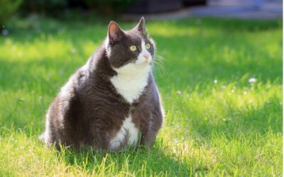 Aspen Vet Clinic’s 2024 Guide to Combatting Pet Obesity: A New Year of Health for Pets!