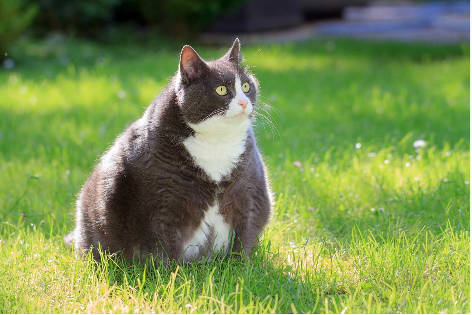 A fat cat sitting in the grass, Combatting Pet Obesity: A New Year of Health for Pets
