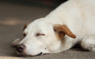 Defend Against Heartworm Disease in Spring Creek, Nevada