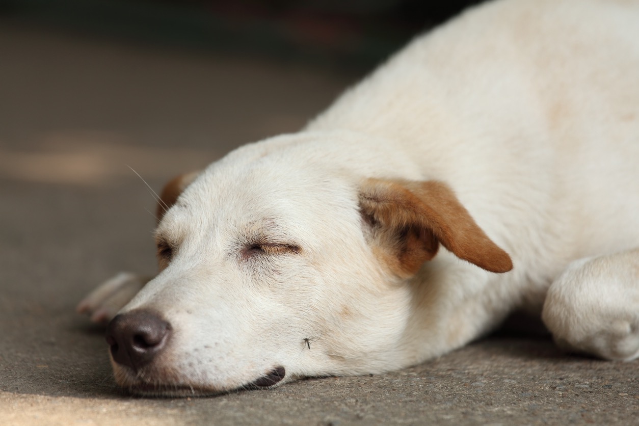 A white dog lying on the ground, Defend Against Heartworm Disease in Spring Creek, Nevada