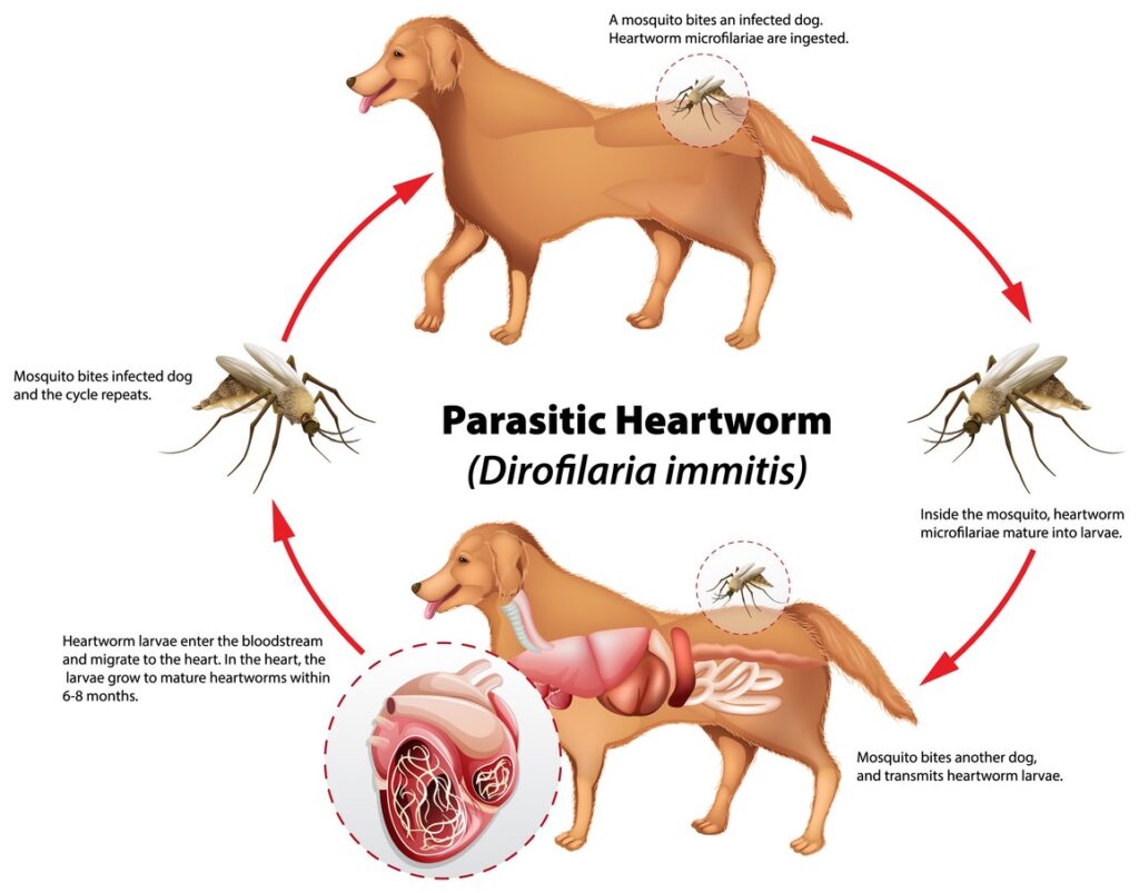A diagram of the heartworm lifecycle a dog, what is heartworm disease