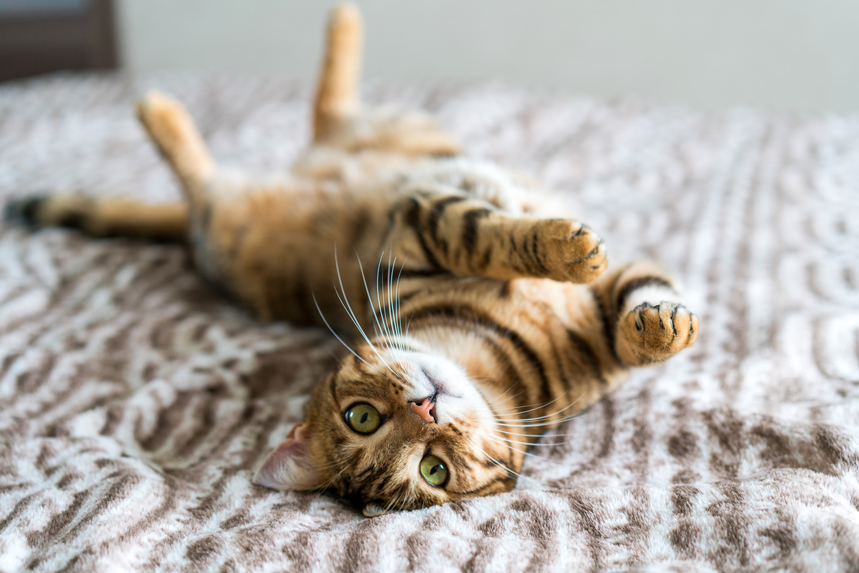 A cat lying on its back on a blanket, Adopt a Cat Month: The Joys of Giving a Cat a Forever Home