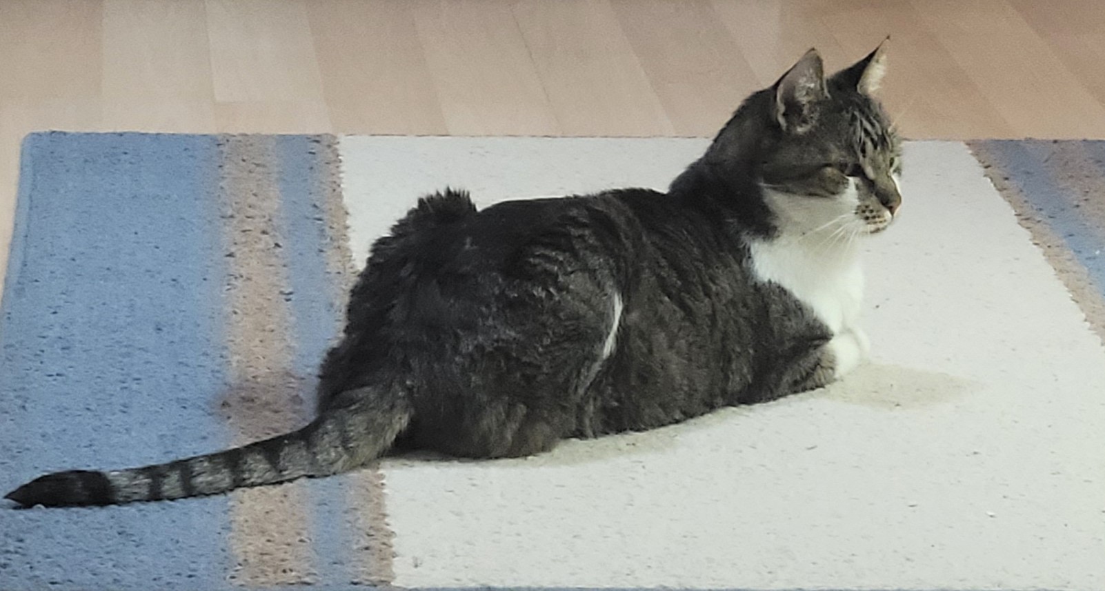A cat lying on a rug
