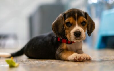 Flea and Tick Prevention in Nevada: Tips from Aspen Veterinary Clinic
