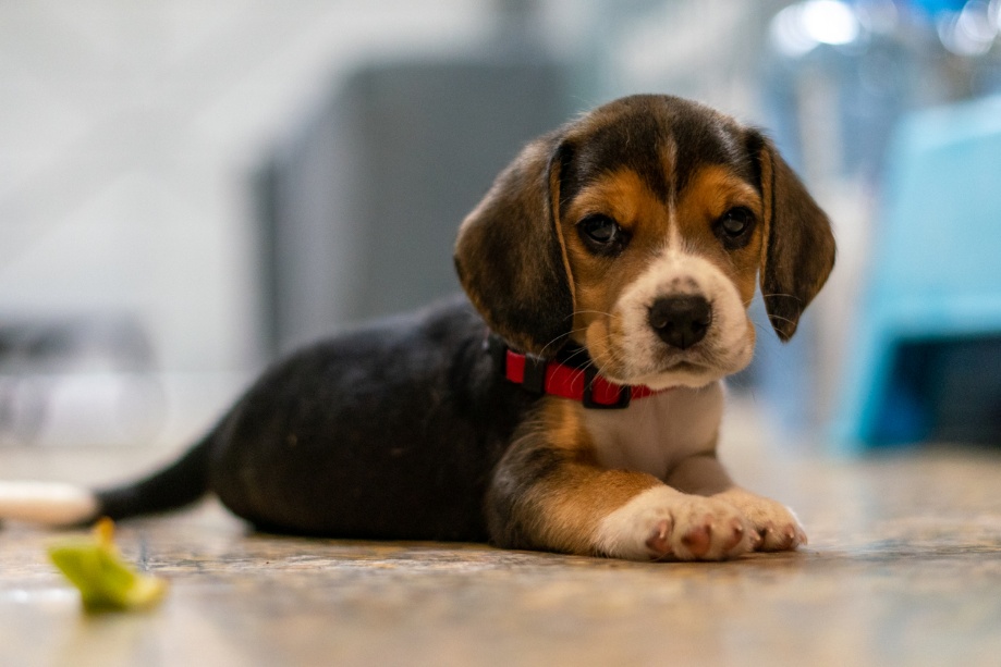 Flea and Tick Prevention in Nevada: Tips from Aspen Veterinary Clinic, A dog lying on the ground