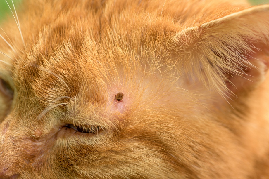 flea and tick prevention in Nevada, A cat with a tick