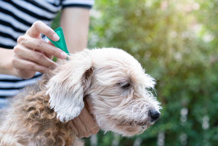 flea and tick prevention in Nevada, A dog receiving flea medication