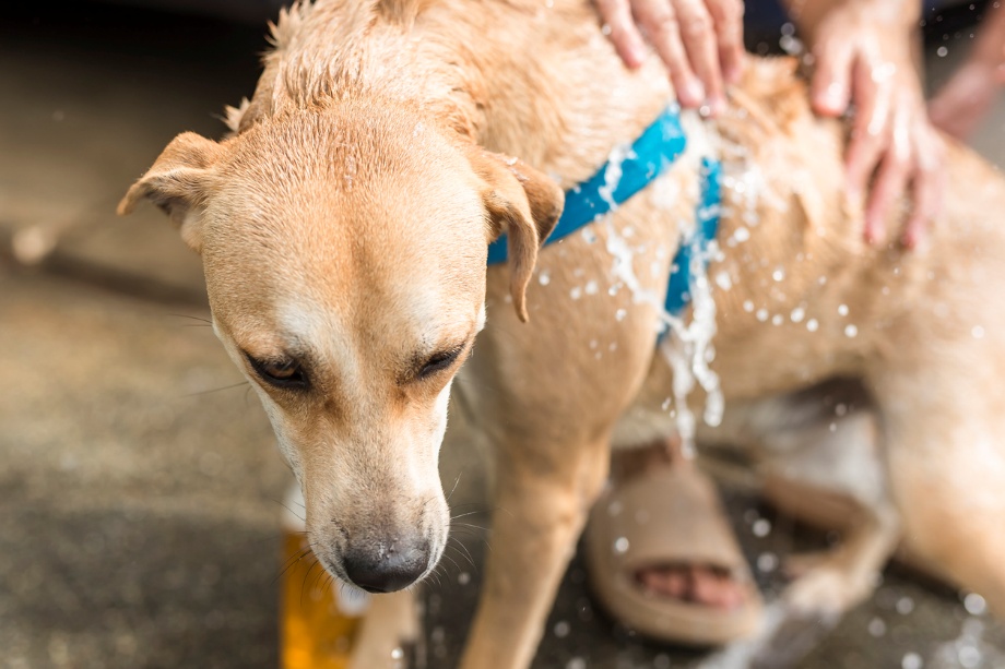 flea and tick prevention in Nevada, A dog getting washed