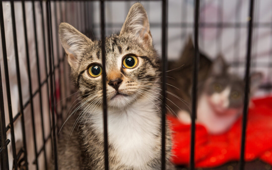 Adopt a Cat Month: Make a Lifelong Difference This June