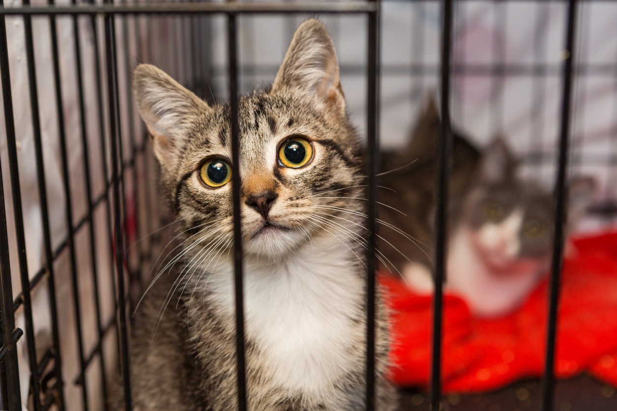 Adopt a Cat Month: Make a Lifelong Difference This June, A cat in a cage