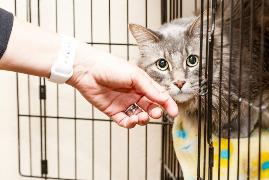 Adopt a cat, A cat in a cage with an open door being petted