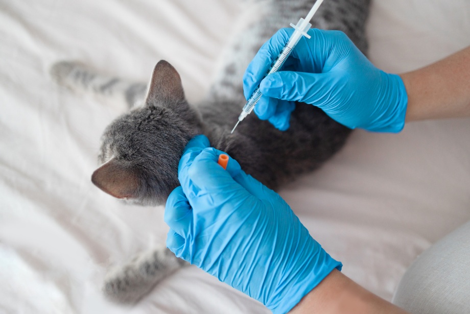 Adopt a cat, A cat getting an injection