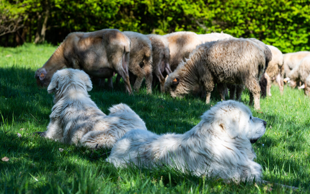 Summer Safety Tips: Keeping Pets, and Livestock Comfortable All Season