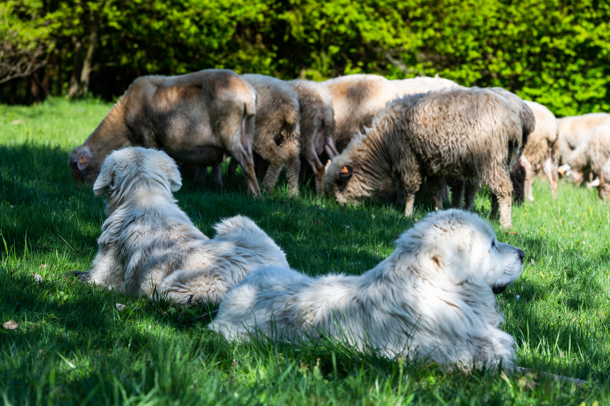 Summer Safety Tips: Keeping Pets, and Livestock Comfortable All Season, Sheepherd dog guarding sheeps grazing in Pieniny mountains in Poland at spring.