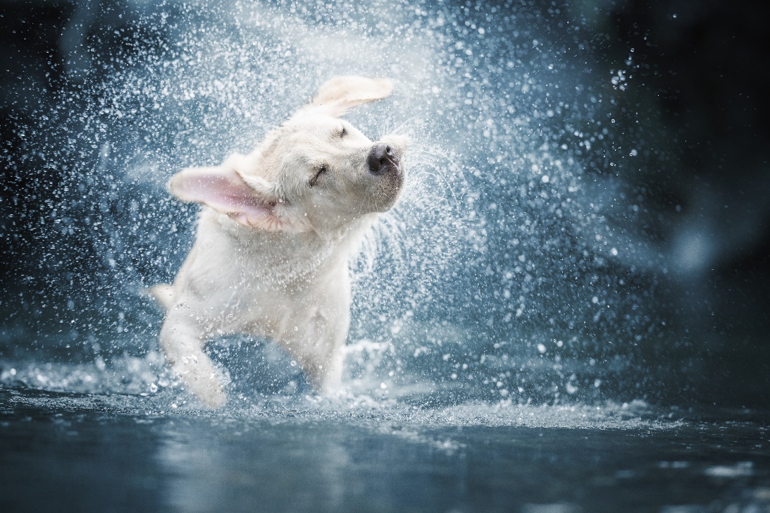 summer safety tips : Aspen Veterinary Clinic, A white dog shaking off water while in a river