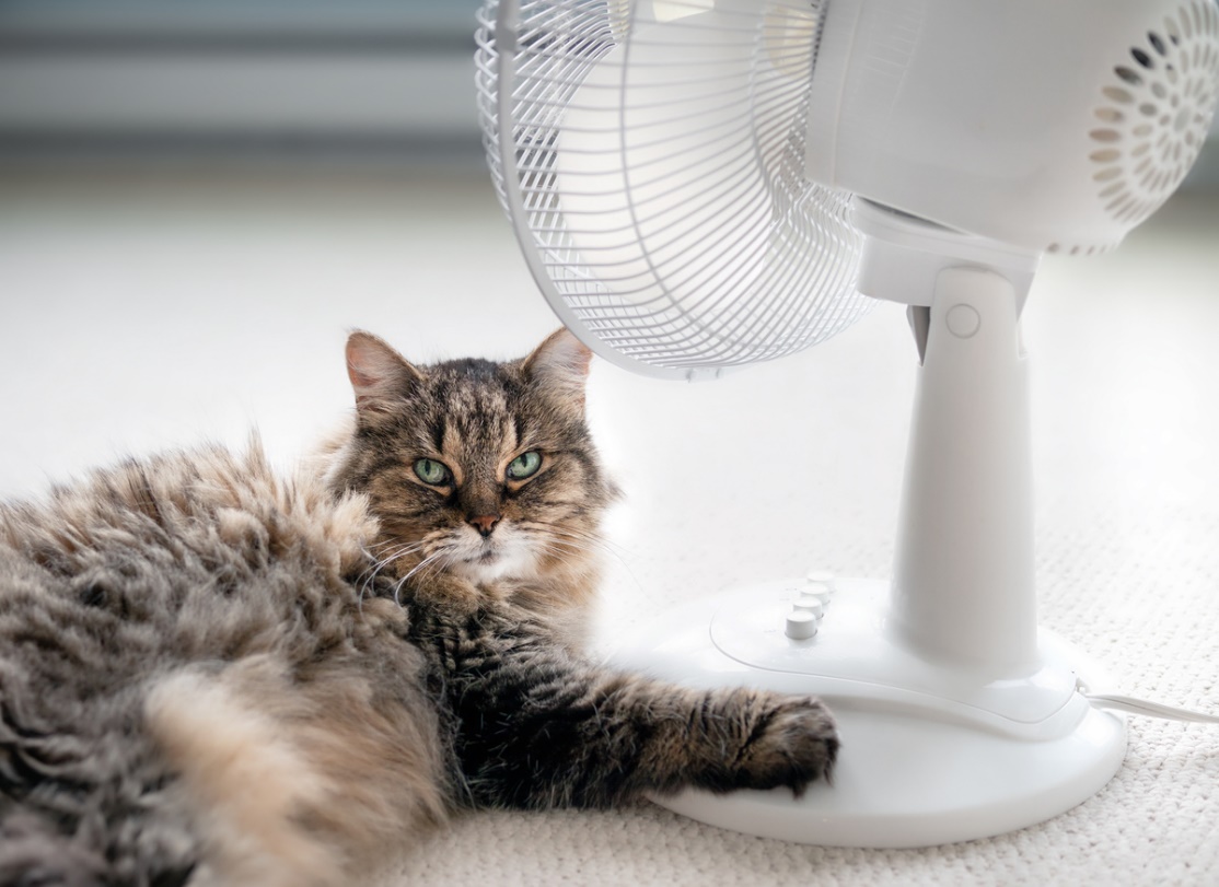 summer safety tips : Aspen Veterinary Clinic, A cat lying next to a fan