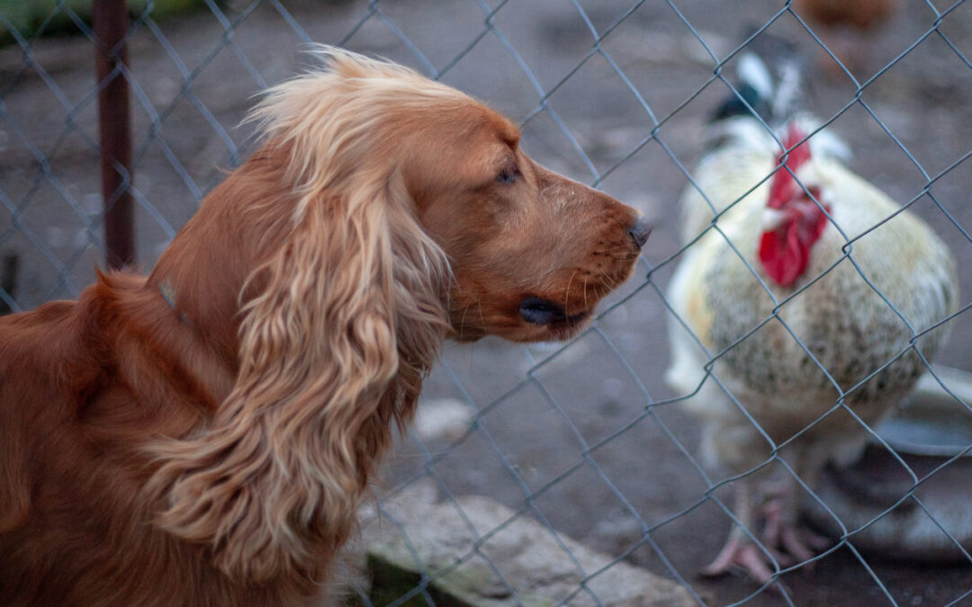Zoonotic Diseases in Pets and Livestock: What Spring Creek Families Should Know