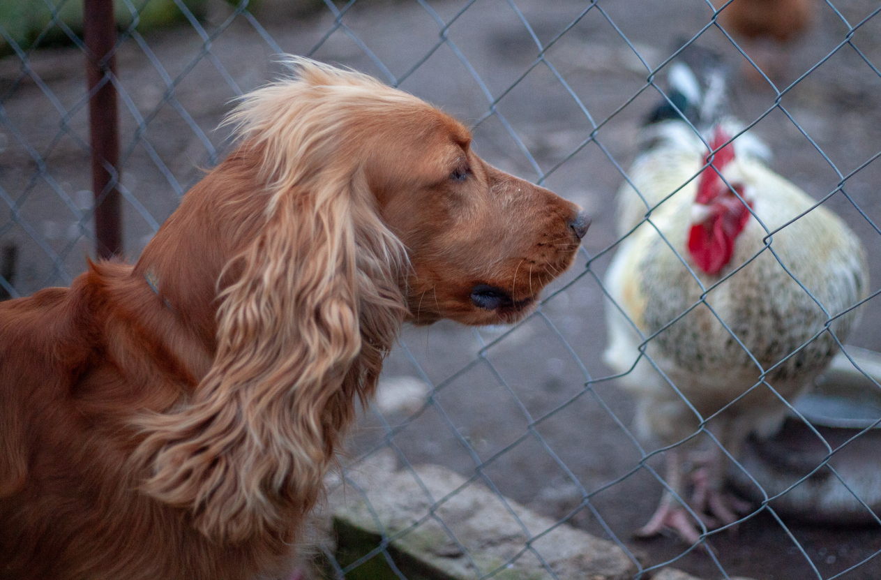 Zoonotic Diseases in Pets and Livestock: What Spring Creek Families Should Know, Cocker spaniel and rooster