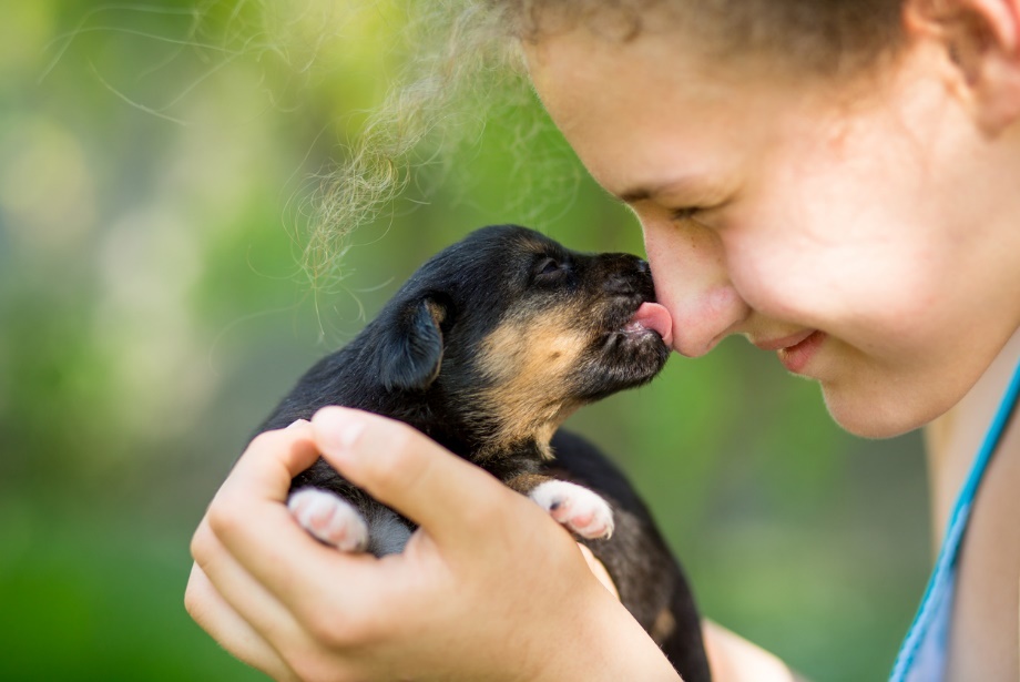 Zoonotic Disease, A person and a very small puppy. The puppy is licking the persons face
