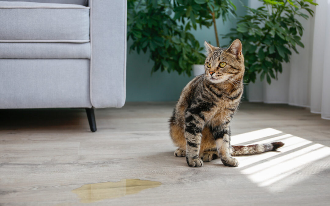 Why Your Cat, Dog, or Livestock Animal May Be Peeing More Than Usual