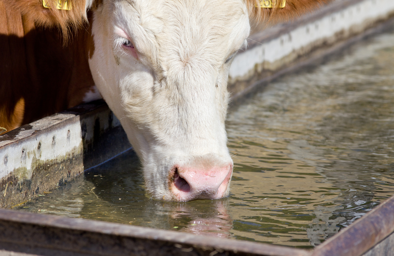 Cat, dog, or livestock animal peeing, Holstein cow drinking water at reservoir on farm