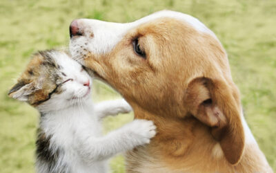 Dog and Cat Grooming at Home: Tips from Aspen Veterinary Clinic