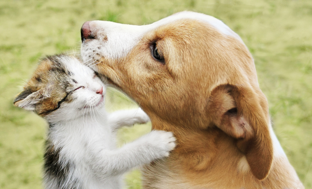 A kitten and a puppy in a field. The puppy is licking the kitten, Dog and Cat Grooming at Home: Tips from Aspen Veterinary Clinic