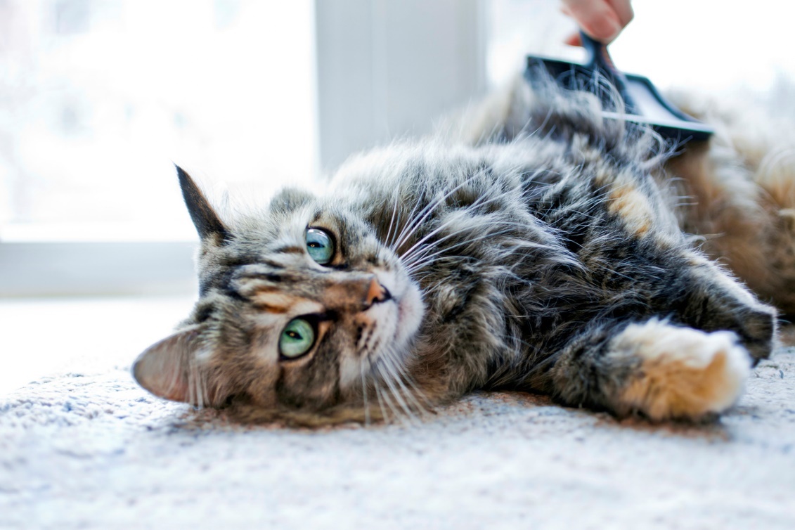 Dog and cat grooming at home, A fluffy cat getting brushed