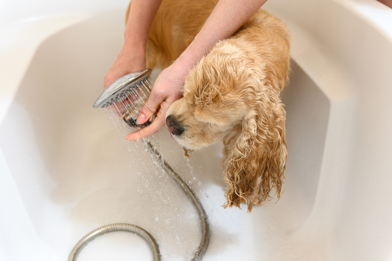 A woman washes a paw of Cocker Spaniel dog with shampoo in bathroom., Dog and cat grooming at home